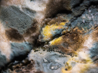 Stone covered with various mildew