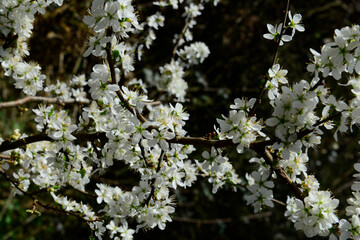fruit tree blossoms - beautiful plum tree blossoms