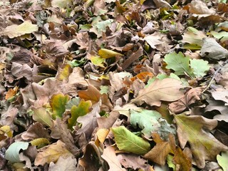 another autumn leaves