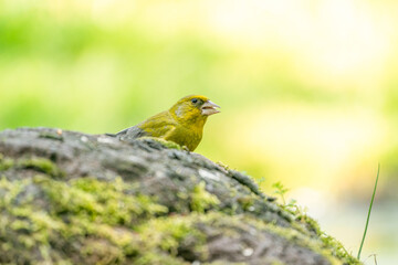 A greenfinch sitting on a stone. In side view. Against a blurred background
