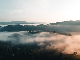 The sunrise and the fog in the forest