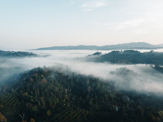 The sunrise and the fog in the forest