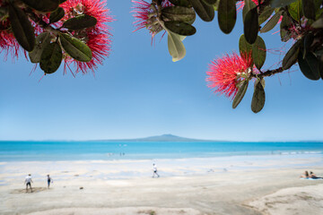 People playing and relaxing on the Takapuna beach, blooming red Pohutukawa flowers framing the...