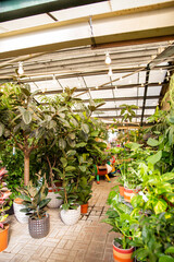 Display of plants and small trees inside a store