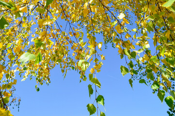 close-up - beautiful yellowing bright birch leaves in autumn against the blue sky