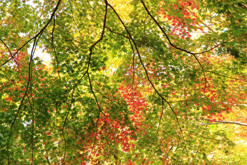 colorful japanese maple in autumn