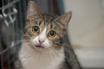 tabby cat with sad eyes at the animal shelter