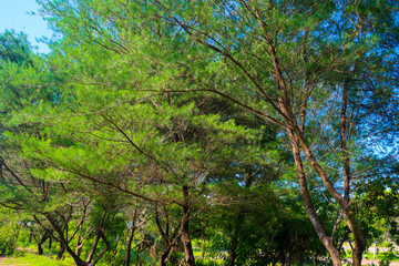 trees in the forest