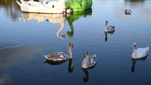 Swan and signets majestic on a lake with reflection of a Swan shaped boat on the water.
