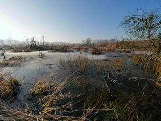 A frosty January day, the frozen swamp looks beautiful in the January sun