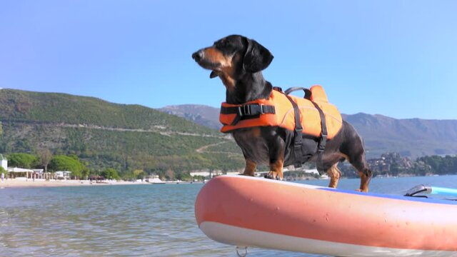 Sports dachshund dog with life jacket is using stiffest durable SUP board in sea for adventure and extreme outdoor activity, barks, looks around and wags its tail