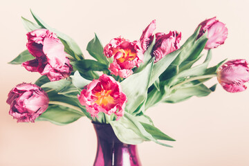 Beautiful Bunch of Peony Style Tulips in a Vase on the dusty pink background, spring holiday concept, copy space
