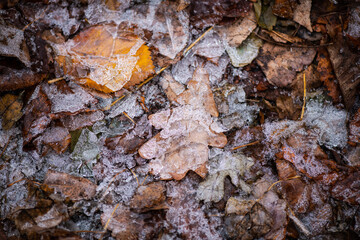 Beautiful icy branches with autumn leaves in the early winter morning, bad and cold weather