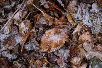 Beautiful icy branches with autumn leaves in the early winter morning, bad and cold weather