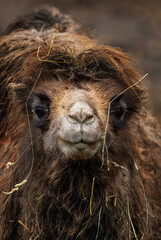 Bactrian Camel - Camelus bactrianus, large mammal from Asian deserts and steppes, Mongolia.