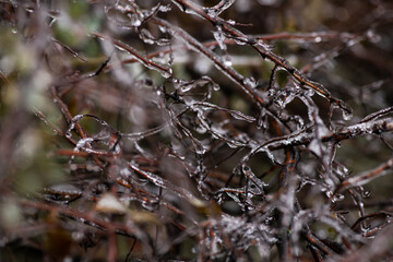 Beautiful icy branches with autumn leaves in the early winter morning, bad and cold weather