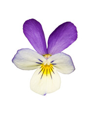 Wild pansy (Viola tricolor) or Johnny Jump up, heartsease, heart's ease, heart's delight, tickle-my-fancy, Jack-jump-up-and-kiss-me, come-and-cuddle-me, three faces in a hood, or love-in-idleness