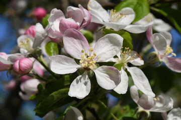 Obraz na płótnie Canvas fruit tree blossoms - beautiful apple tree blossoms
