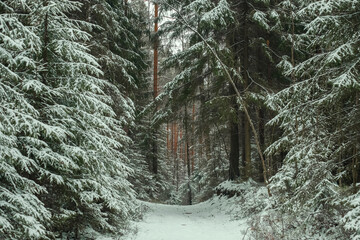 Trail in winter snowy forest © Lana Kray