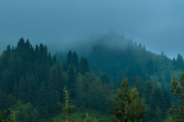 The mountain top and forest are hidden in blue fog. Mystical landscape