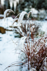 Snow covered miscanthus grass and trees in the garden. Winter garden.