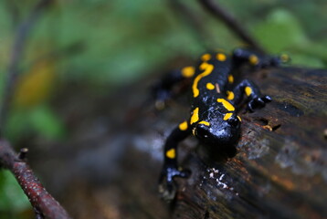 Small, black salamander on a tree in the woods with yellow poisonous patterns