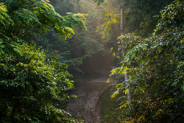 pathway in the middle of the forest