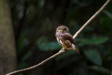 Asian barred owlet (Glaucidium cuculoides) sitting on a branch
