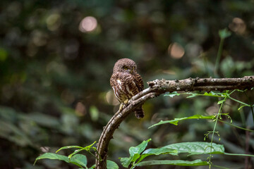 Asian barred owlet (Glaucidium cuculoides) sitting on a branch