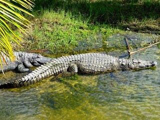 United States, Florida, Miami-Dade County, Everglades National Park, Alligator