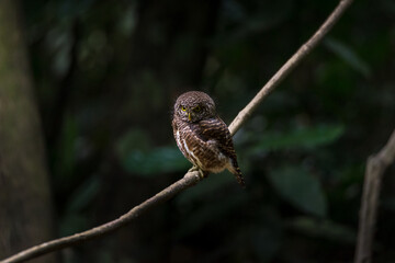Asian barred owlet (Glaucidium cuculoides) sitting on a branch