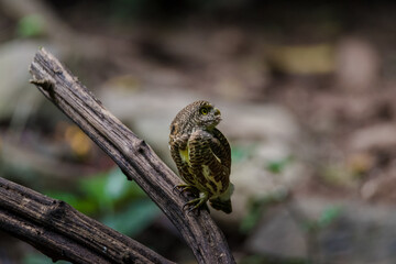 Asian barred owlet (Glaucidium cuculoides) sitting on a branch