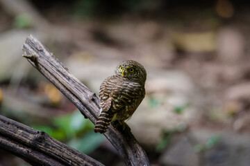 Asian barred owlet (Glaucidium cuculoides) sitting on a branch