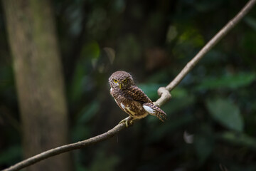 Asian barred owlet (Glaucidium cuculoides) sitting on a branch