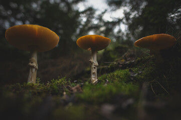 three mushrooms seen from below in a dark forest