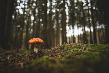 single fly agaric mushroom in a forest