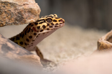 Detail of Leopard gecko (eublepharis macularius) looking curious