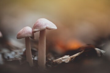 pink mushrooms in a coloful forest
