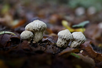 Small puffbal mushrooms in October in the wood