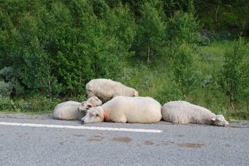 sheep on the road
