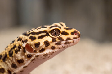Fototapeta premium Detail of Leopard gecko (eublepharis macularius) looking curious