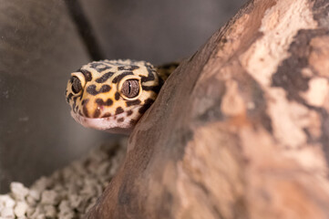 Detail of Leopard gecko (eublepharis macularius) looking curious