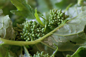 turnip greens