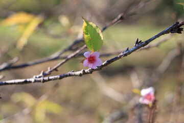 冬に咲いた梅の花