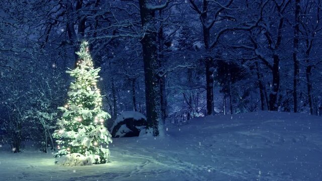 Christmas Tree in Snow