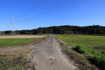 Fototapeta premium 田舎道