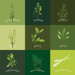 Common herbs vector pack