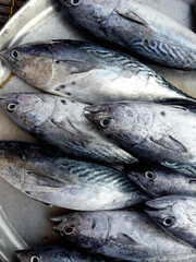 Group of Longtail or Northern bluefin tuna fishes at market, Sea raw fish in Thailand	