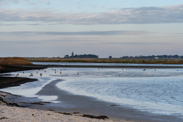 A sandy shoreline at a beautiful nature reserve. Picture from Falsterbo in Scania, southern Sweden