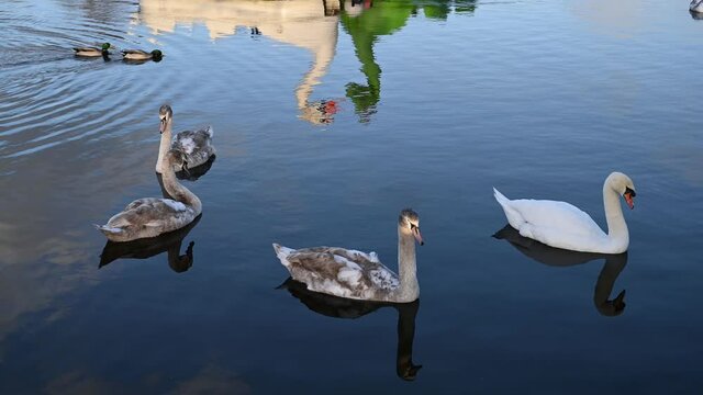 Family of Swans on a calm lake with reflections in the water and mallards in the background.